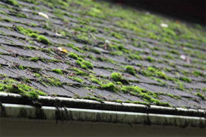 Algae, Mold, and Moss Are Growing on Your Roof